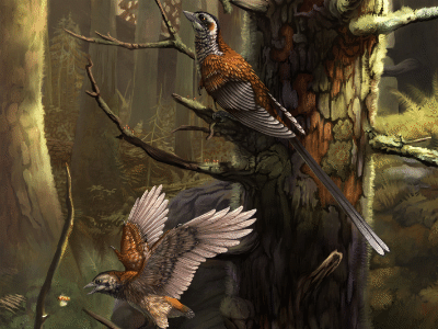 Confuciusornis / © Emily Willoughby
