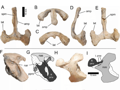 Fossilien / © Funston et al.