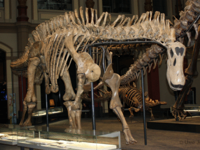 Dicraeosaurus / © Uwe Jelting. Creative Commons 4.0 International (CC BY 4.0)