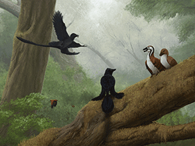 Microraptor und Jeholornis / ©  Edyta Felcyn-Kowalska. Verwendet mit freundlicher Genehmigung des Autors.