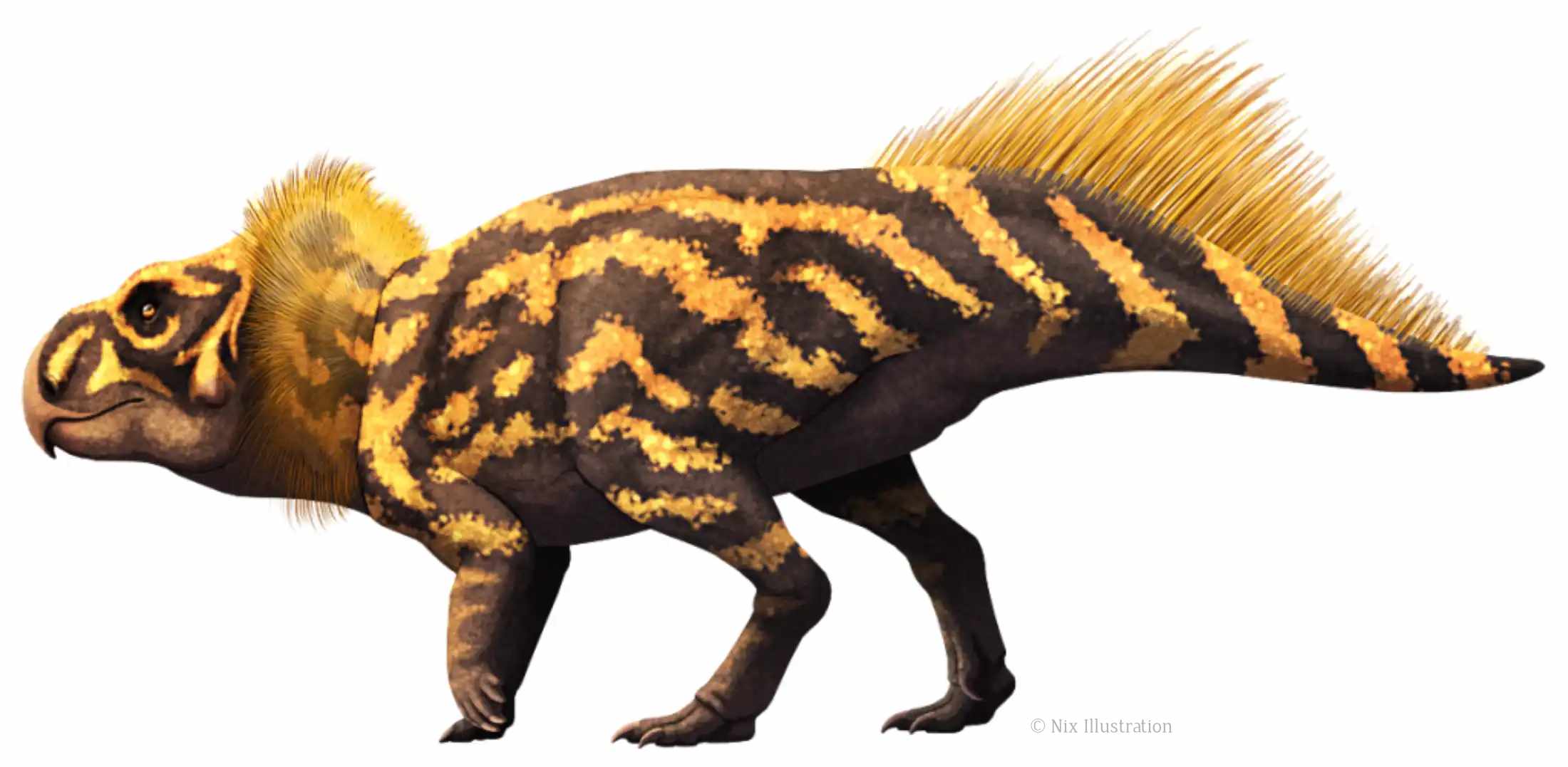Ferenceratops / © Nix Illustration