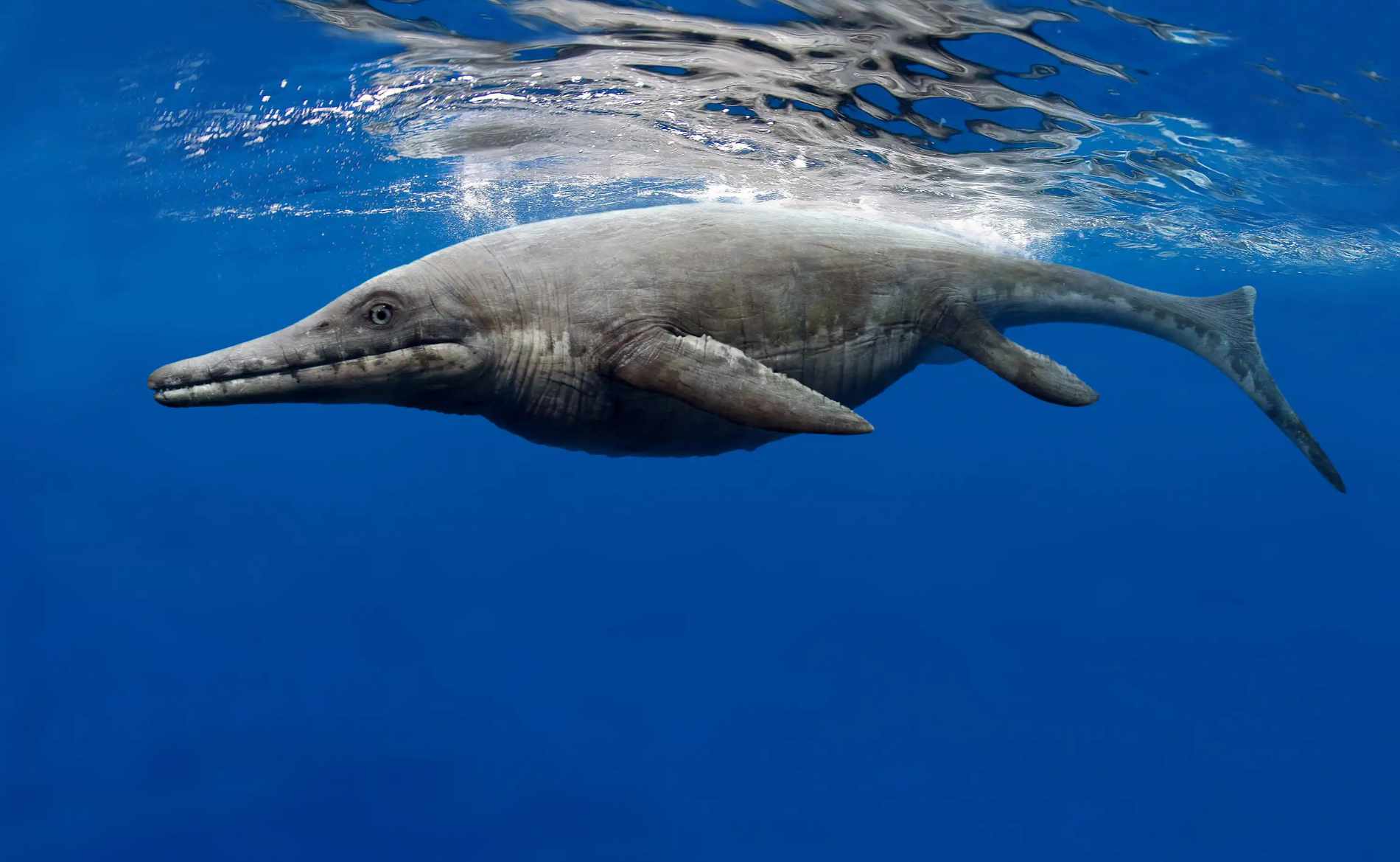 Ichthyosaurus / © Johnson-Mortimer