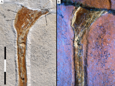 rechter Humerus / Rauhut et al. Creative Commons 4.0 International (CC BY 4.0) rechter Humerus / Rauhut et al. Creative Commons 4.0 International (CC BY 4.0)