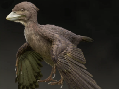 Fukuipteryx / © M. Yoshida. Creative Commons 4.0 International (CC BY 4.0) Fukuipteryx / © M. Yoshida. Creative Commons 4.0 International (CC BY 4.0)