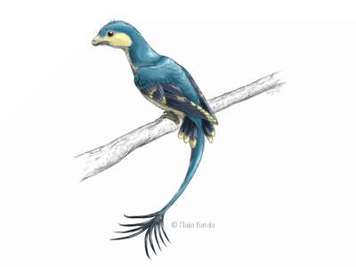 Jeholornis
/ © Maija Karala. Verwendet mit freundlicher Genehmigung der Autorin Jeholornis
/ © Maija Karala. Verwendet mit freundlicher Genehmigung der Autorin