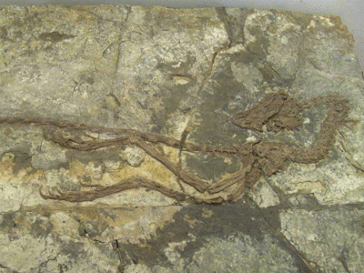 Fossil des Jeholornis / © Ivan Walsh
Creative Commons 2.0 Generic (CC BY 2.0) Fossil des Jeholornis / © Ivan Walsh.
Creative Commons 2.0 Generic (CC BY 2.0)