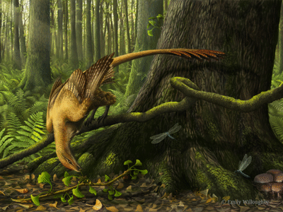 Jeholornis
/ © Emily Willoughby. Verwendet mit freundlicher Genehmigung der Autorin Jeholornis
/ © Emily Willoughby. Verwendet mit freundlicher Genehmigung der Autorin