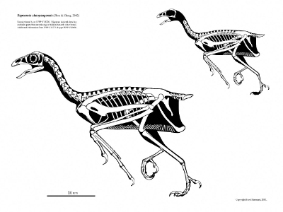 Sapeornis / © Scott Hartman. Verwendet mit freundlicher Genehmigung des Autors Sapeornis / © Scott Hartman. Verwendet mit freundlicher Genehmigung des Autors