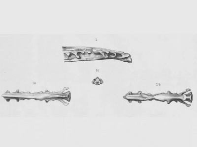 Holotyp des Apatornis Holotyp des Apatornis