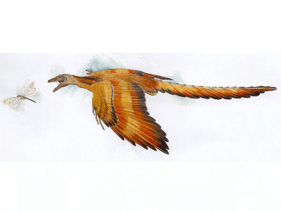 Archaeopteryx / © Arturo De Miguel Archaeopteryx / © Arturo De Miguel. Verwendet mit freundlicher Genehmigung des Autors.