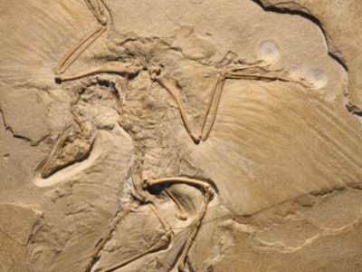 Fossilplatte des Archaeopteryx / © Uwe Jelting. Creative Commons 4.0 International (CC BY 4.0) Fossilplatte des Archaeopteryx / © Uwe Jelting. Creative Commons 4.0 International (CC BY 4.0)