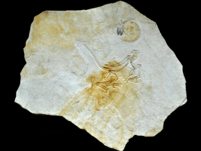 Archaeopteryx (Schamhaupten-Exemplar) / ©  Rauhut el al. Creative Commons 4.0 International (CC BY 4.0)