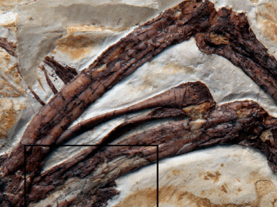 Fossildetail Archaeopteryx, Solnhofen Exemplar (BMMS 500) / © Erickson et al. Creative Commons 4.0 International (CC BY 4.0) Fossildetail des Archaeopteryx, Solnhofen Exemplar (BMMS 500) / © Erickson et al. Creative Commons 4.0 International (CC BY 4.0)