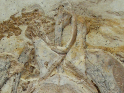 Schultergürtel des Archaeorhynchus / © Wu et al.