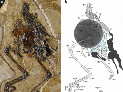 Fossil des Avimaia / Bailleul et al. Creative Commons 4.0 International (CC BY 4.0)