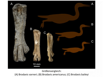 Brodavis Größenvergleich / © Bell et al. Brodavis Größenvergleich / © Bell et al.