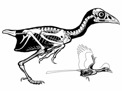 Changchengornis / © Martin F. Chavez Changchengornis / © Martin F. Chavez. Verwendet mit freundlicher Genehmigung des Autors.