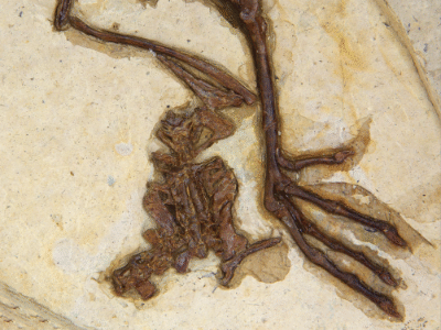 Holotyp des Changmaornis
/ Wang et al. Creative Commons 4.0 International (CC BY 4.0) Holotyp des Changmaornis
/ Wang et al. Creative Commons 4.0 International (CC BY 4.0)