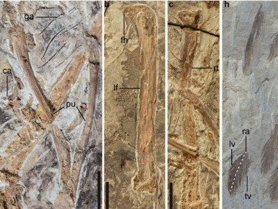 Fossildetails von Chonmingia
/ Min Wang. Creative Commons 4.0 International (CC BY 4.0) Fossildetails von Chonmingia
/ Min Wang. Creative Commons 4.0 International (CC BY 4.0)