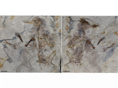 Holotyp / © O’Connor et al.