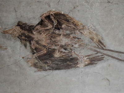 Fossil des Confuciusornis / © paleo_bear Fossil des Confuciusornis / © paleo_bear