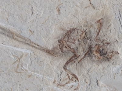 Fossil des Cratoavis / Carvalho et al. Creative Commons 4.0 International (CC BY 4.0) Fossil des Cratoavis / Carvalho et al. Creative Commons 4.0 International (CC BY 4.0)