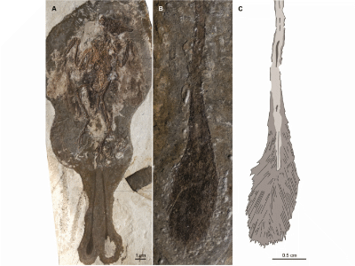 Fossil des Dapingfangornis / O’Connor et al.
Creative Commons 3.0 Unported (CC BY 3.0) Fossil des Dapingfangornis / O’Connor et al.
Creative Commons 3.0 Unported (CC BY 3.0)