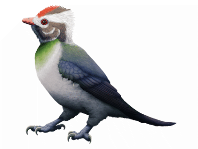 Enantiophoenix / © Nix Illustration