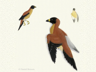 Enantiornis / © Daniel Bensen. Verwendet mit freundlicher Genehmigung des Autors Enantiornis / © Daniel Bensen. Verwendet mit freundlicher Genehmigung des Autors