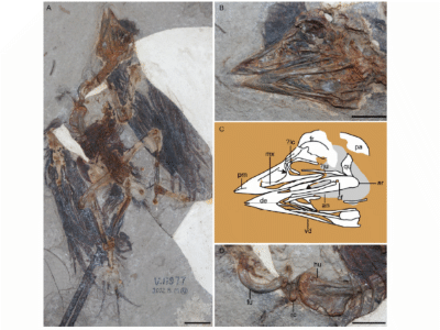 Holotyp / © Wang et al. Holotyp / © Wang et al.