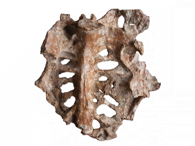 Synsacrum / © Csiki-Sava et al.