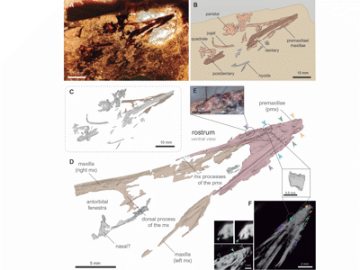 Holotyp / © Nebreda et al.