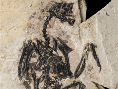 Fossil / © Chiappe et al. Creative Commons 4.0 International (CC BY 4.0) Fossil / © Chiappe et al. Creative Commons 4.0 International (CC BY 4.0)