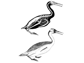 Hesperornis / © Martin F. Chavez Hesperornis / © Martin F. Chavez. Verwendet mit freundlicher Genehmigung des Autors.