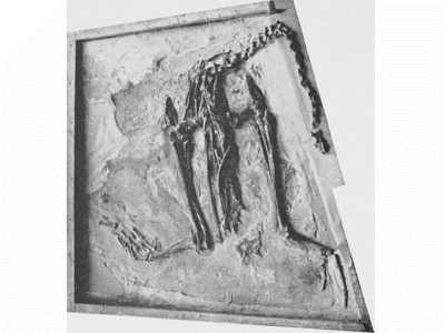 Fossil / Bild ist gemeinfrei Fossil / Bild ist gemeinfrei