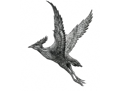 Hongshanornis / © Pavel Riha. Verwendet mit freundlicher Genehmigung des Autors Hongshanornis / © Pavel Riha. Verwendet mit freundlicher Genehmigung des Autors