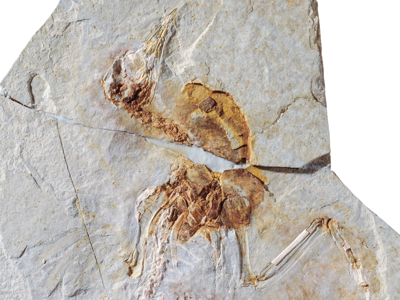 Fossil des Hongshanornis / Chiappe et al. Creative Commons 3.0 Unported (CC BY 3.0) Fossil des Hongshanornis / Chiappe et al. Creative Commons 3.0 Unported (CC BY 3.0)