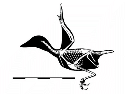 Iberomesornis
/ © Rutger Jansma. Verwendet mit freundlicher Genehmigung des Autors Iberomesornis
/ © Rutger Jansma. Verwendet mit freundlicher Genehmigung des Autors