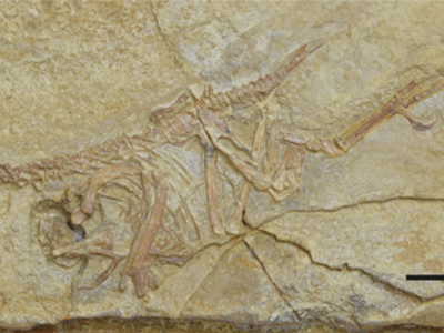 Holotyp / © Castro-Terol et al. Holotyp / © Castro-Terol et al.