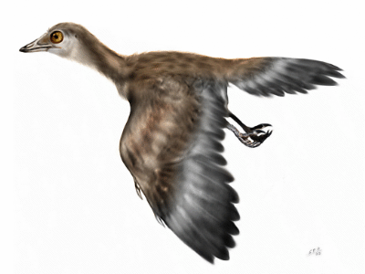 Iberomesornis / © Sergio Perez Iberomesornis / © Sergio Perez. Verwendet mit freundlicher Genehmigung des Autors.