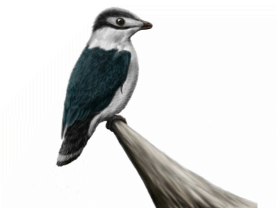 Iberomesornis / © Josep Asensi Iberomesornis / © Josep Asensi. Verwendet mit freundlicher Genehmigung des Autors.