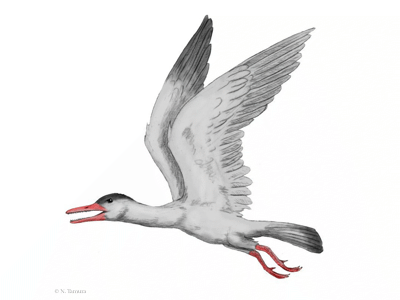 Ichthyornis
/ © N. Tamura. Verwendet mit freundlicher Genehmigung des Autors Ichthyornis
/ © N. Tamura. Verwendet mit freundlicher Genehmigung des Autors