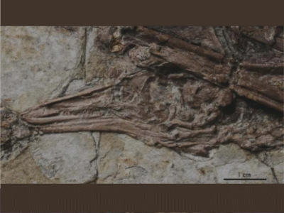 Schädel des Iteravis / © Ju et al.