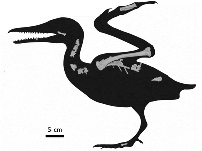 Skelettrekonsteruktion / © Field et al. Skelettrekonsteruktion / © Field et al.