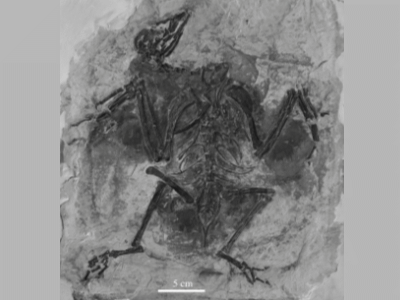 Holotyp des Jianchangornis / © Zhou et al.