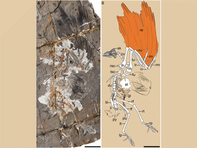 Holotyp des Jinguofortis / © Wang et al. Published under the PNAS license