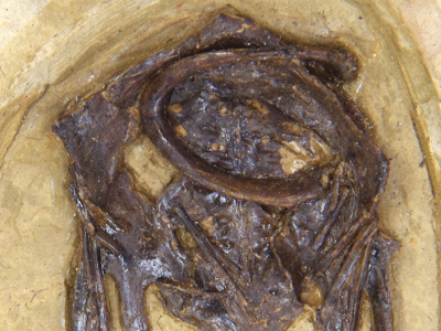 Holotyp des Jiuquanornis / © Wang et al. Creative Commons 4.0 International (CC BY 4.0)