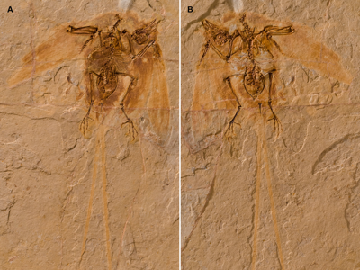 Holotyp des Junornis / © Liu et al.