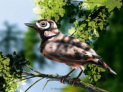 Liaoningornis / © Alain Beneteau. Verwendet mit freundlicher Genehmigung des Autors. Liaoningornis / © Alain Beneteau. Verwendet mit freundlicher Genehmigung des Autors.
