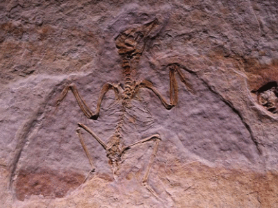 Fossil des Liaoxiornis / il_gatto_nero. Creative Commons NonCommercial 2.0 Generic (CC BY-NC 2.0) Fossil des Liaoxiornis / il_gatto_nero. Creative Commons NonCommercial 2.0 Generic (CC BY-NC 2.0)